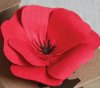 Red cardstock poppy