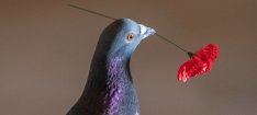 Pigeon holding poppy (Image: awm.gov.au)