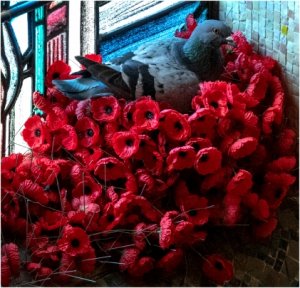 Pigeon nest (Image: awm.gov.au)